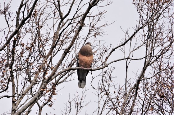 のどを大きく膨らまして鳴くキジバト